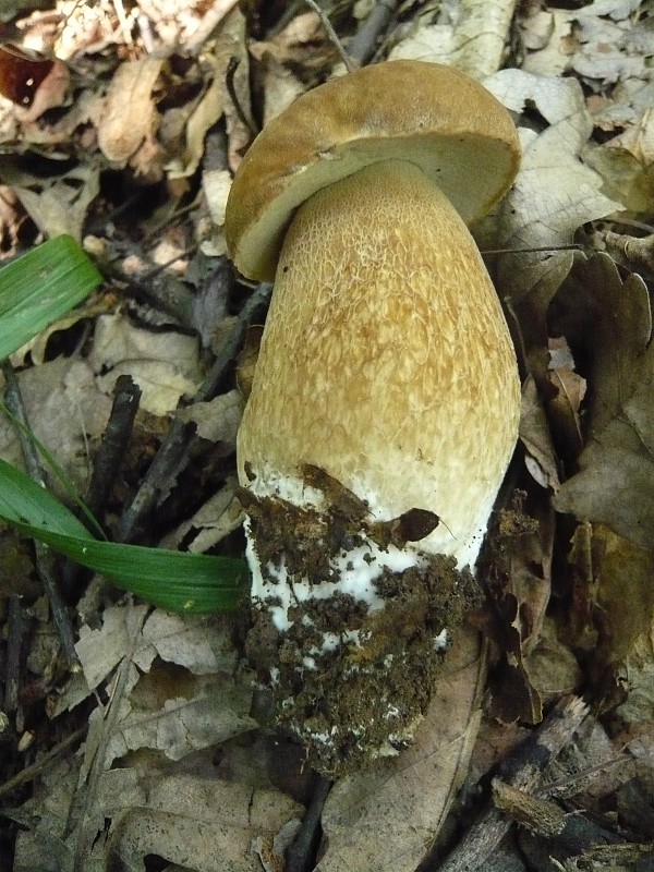 hríb dubový Boletus reticulatus Schaeff.