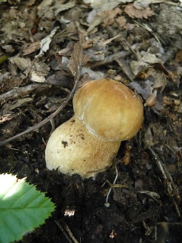 hríb dubový Boletus reticulatus Schaeff.