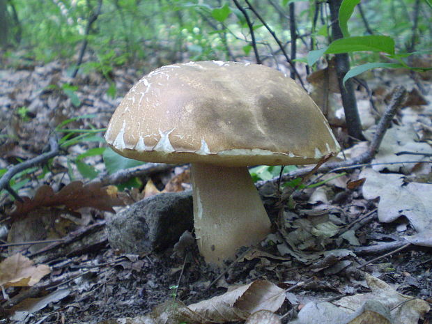 hríb dubový Boletus reticulatus Schaeff.