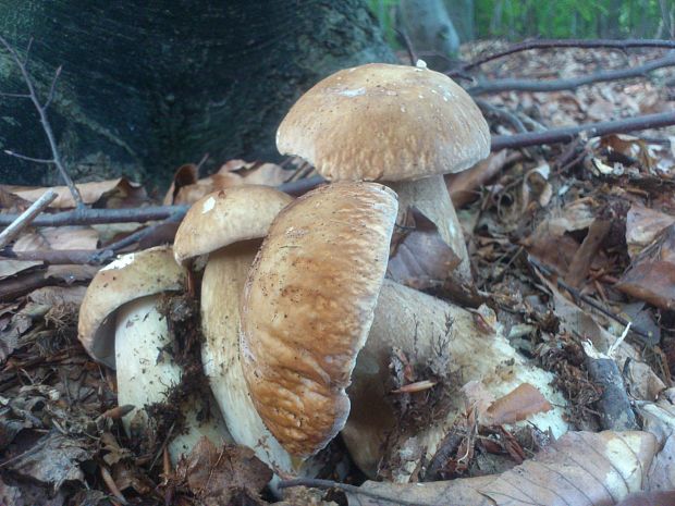 hríb dubový Boletus reticulatus Schaeff.