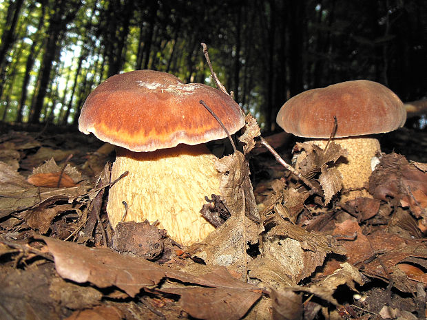 hríb dubový Boletus reticulatus Schaeff.