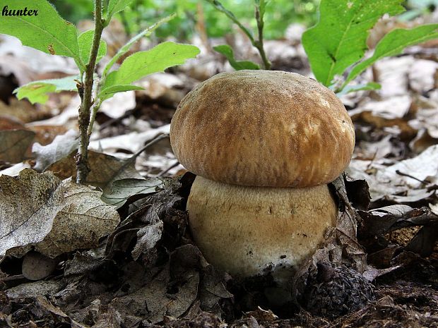 hríb dubový Boletus reticulatus Schaeff.