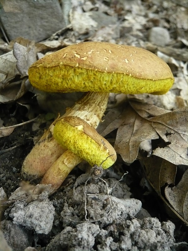 suchohríb plstnatý Boletus subtomentosus L.