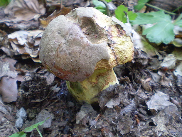 hríb príveskatý Butyriboletus appendiculatus (Schaeff. ex Fr.) Secr.