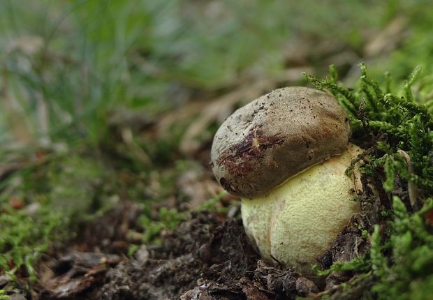 hríb príveskatý Butyriboletus appendiculatus (Schaeff. ex Fr.) Secr.