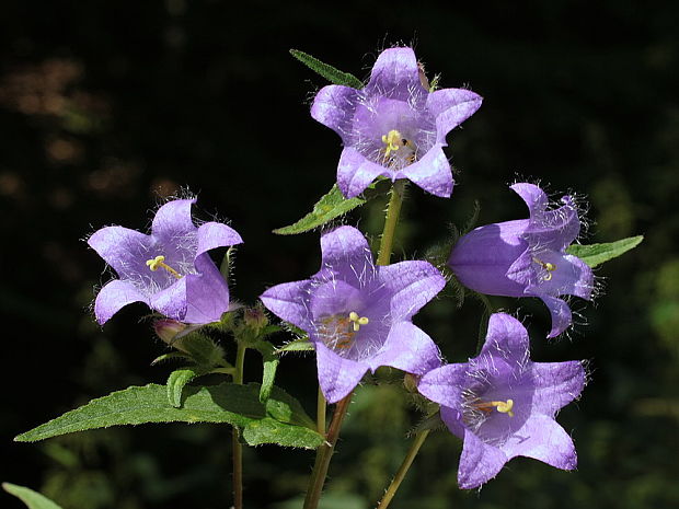 zvonček pŕhľavolistý Campanula trachelium L.