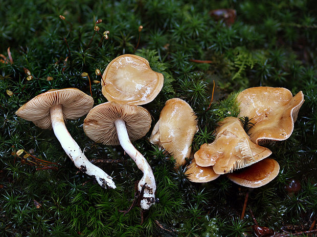 pavučinovec žlčový Cortinarius vibratilis (Fr.) Fr.