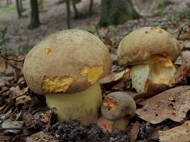 hríb plavý Hemileccinum impolitum (Fr.) Šutara