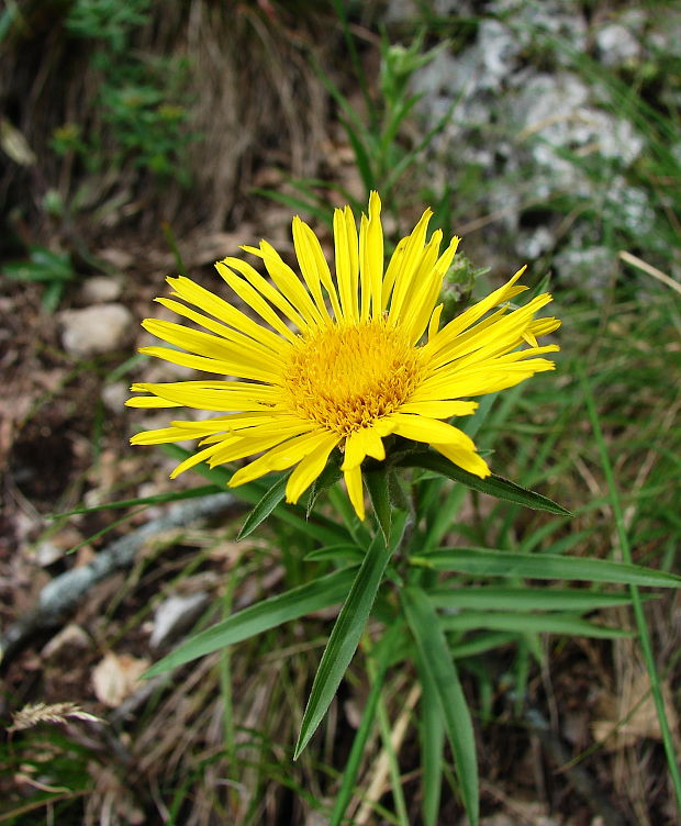 oman mečolistý Inula ensifolia L.