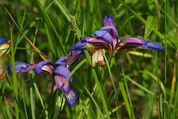 kosatec trávolistý Iris graminea L.