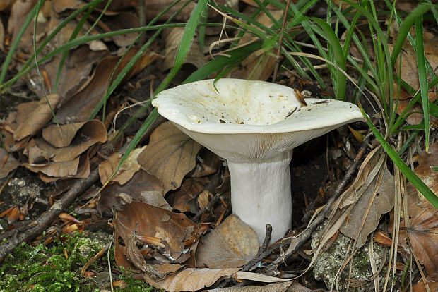 rýdzik korenistý Lactarius piperatus (L.) Pers.