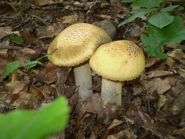 kozák žltopórový Leccinellum crocipodium (Letell.) Della Maggiora & Trassinelli