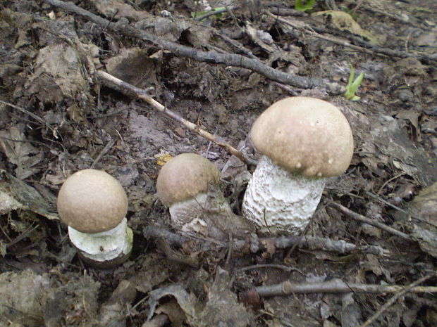 kozák topoľový Leccinum duriusculum (Schulzer ex Kalchbr.) Singer