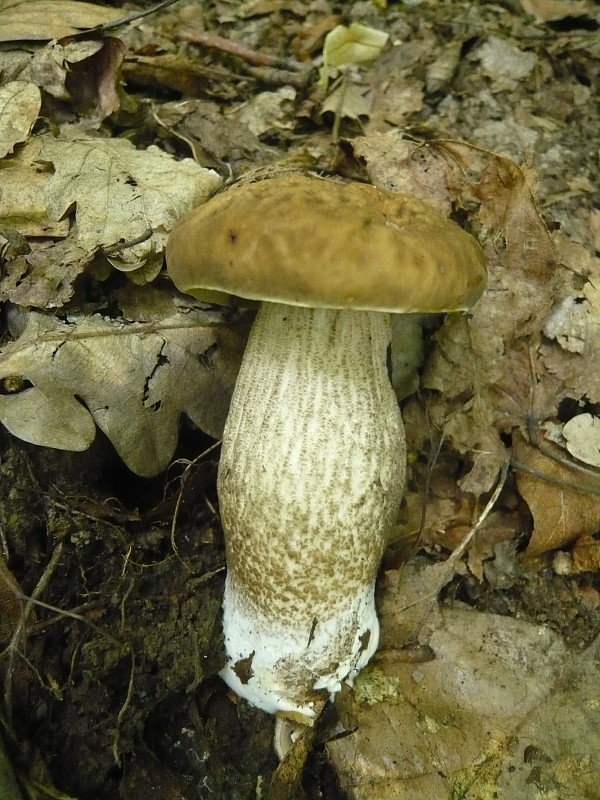 kozák hrabový Leccinum pseudoscabrum (Kallenb.) Šutara