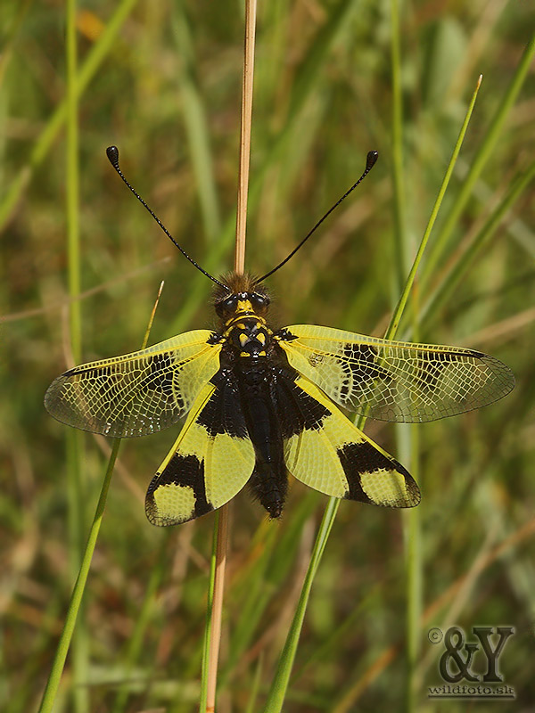 askalafus škvrnitokrídly Libelloides macaronius