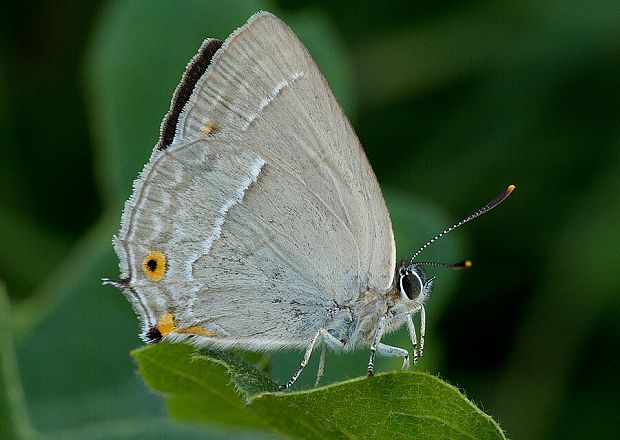 ostrôžkár dubový Neozephyrus quercus