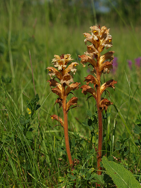 záraza žltá Orobanche lutea Baumg.