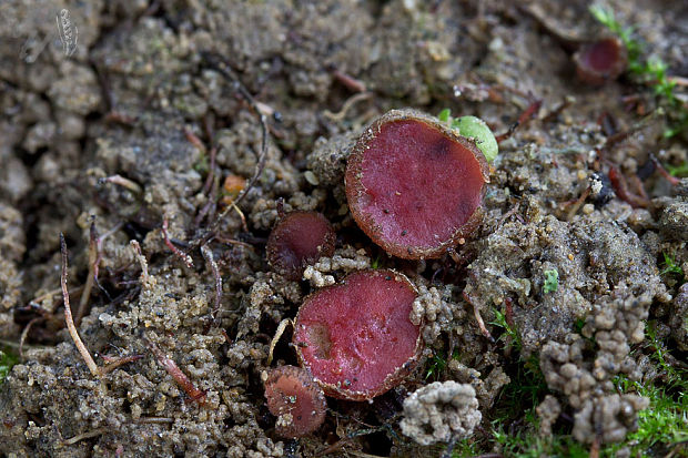 štítovnička inovaťová Parascutellinia carneosanguinea (Fuckel) T. Schumach.