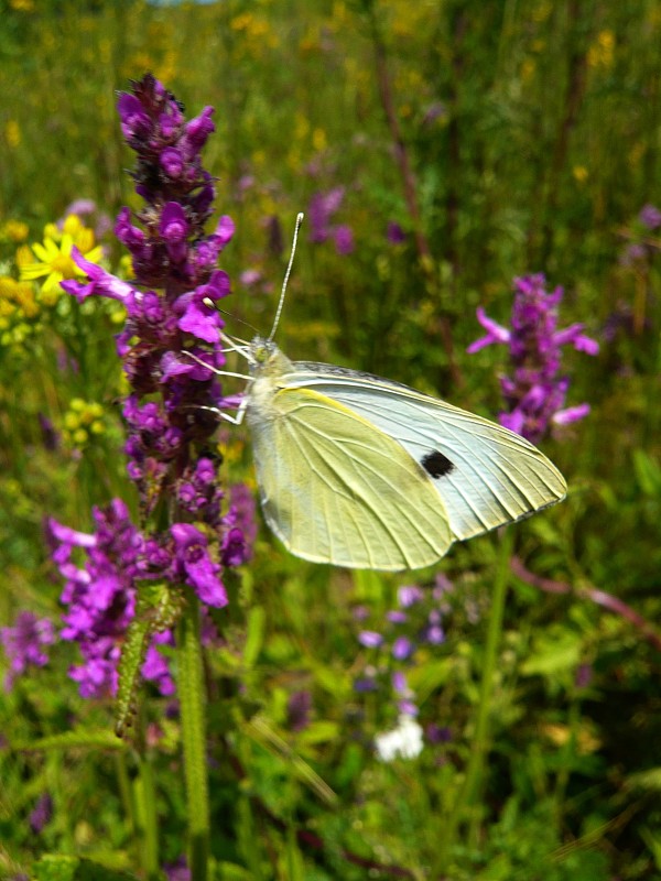 mlynárik kapustový Pieris brassicae