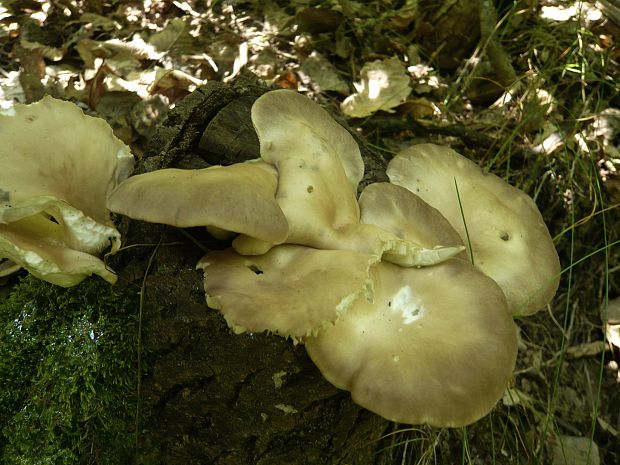 hliva buková Pleurotus pulmonarius (Fr.) Quél.