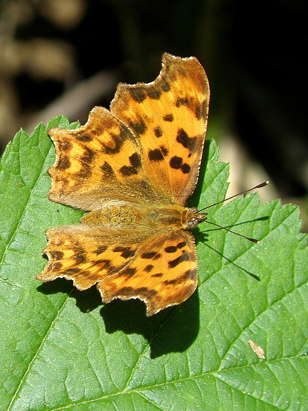 babôčka zubatokrídla Polygonia c-album  Linnaeus, 1758