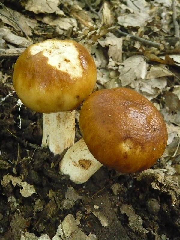 plávka smradľavá Russula foetens Pers.