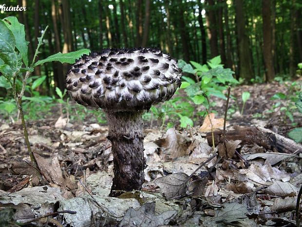 šiškovec šupinatý Strobilomyces strobilaceus (Scop.) Berk.