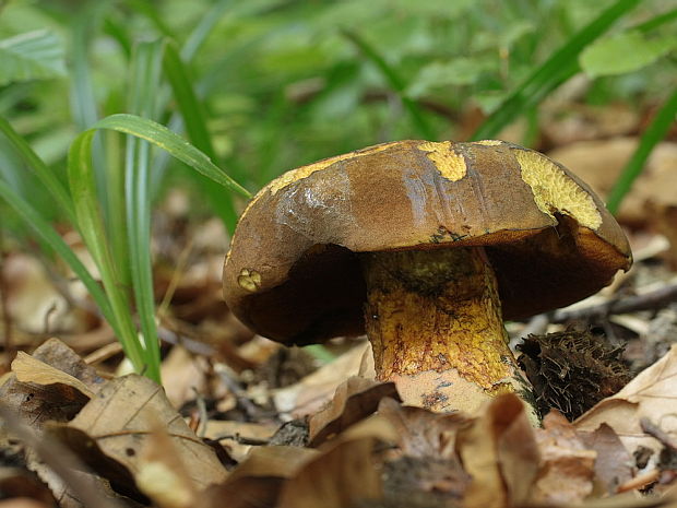 hríb zrnitohlúbikový Sutorius luridiformis (Rostk.) G. Wu & Zhu L. Yang