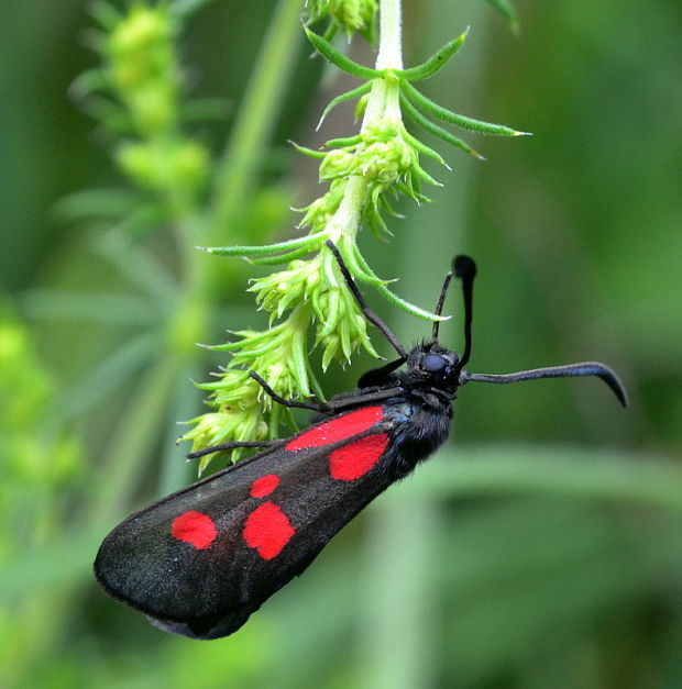 vretienka päťbodá Zygaena lonicerae Scheven, 1777