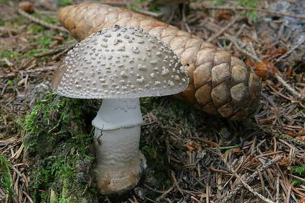 muchotrávka hrubá Amanita excelsa (Fr.) Bertill.