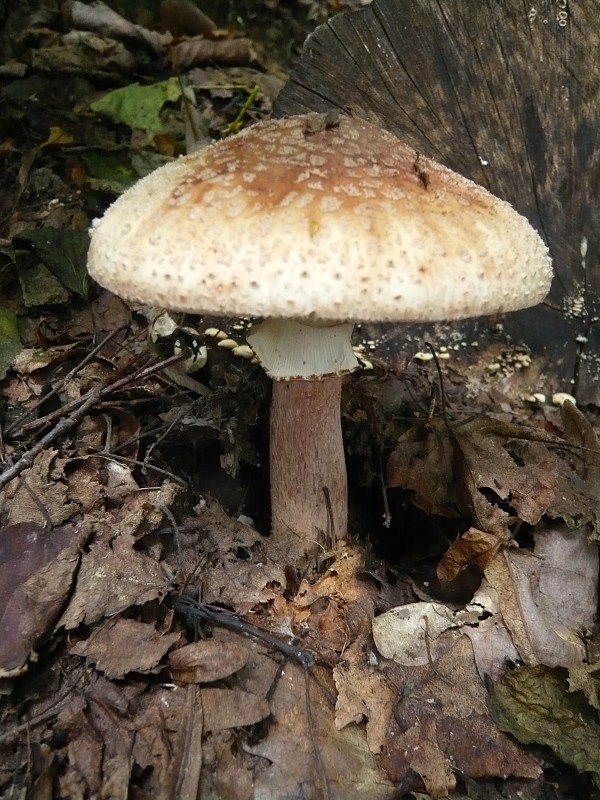 muchotrávka červenkastá Amanita rubescens Pers.