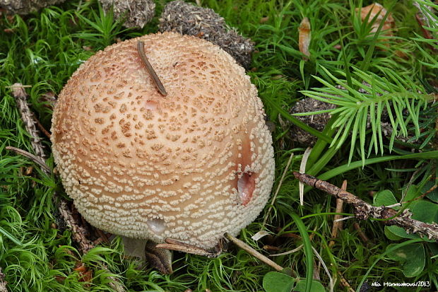 muchotrávka červenkastá Amanita rubescens Pers.