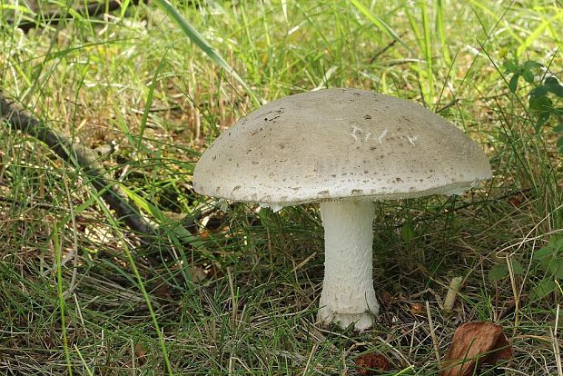 muchotrávka šiškovitá Amanita strobiliformis Gonn. & Rabenh.