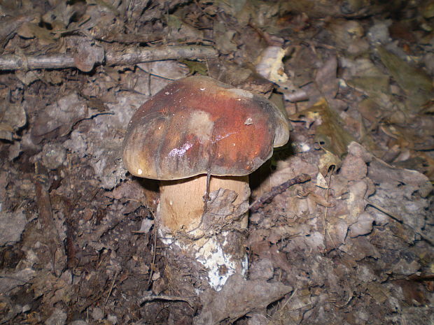 hríb bronzový Boletus aereus Bull. ex Fr.