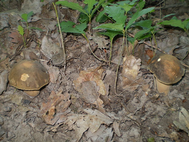 hríb bronzový Boletus aereus Bull. ex Fr.