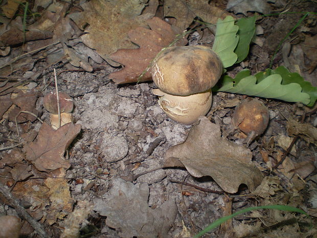 hríb bronzový Boletus aereus Bull. ex Fr.