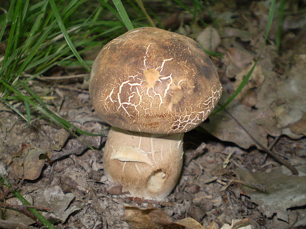 hríb bronzový Boletus aereus Bull. ex Fr.