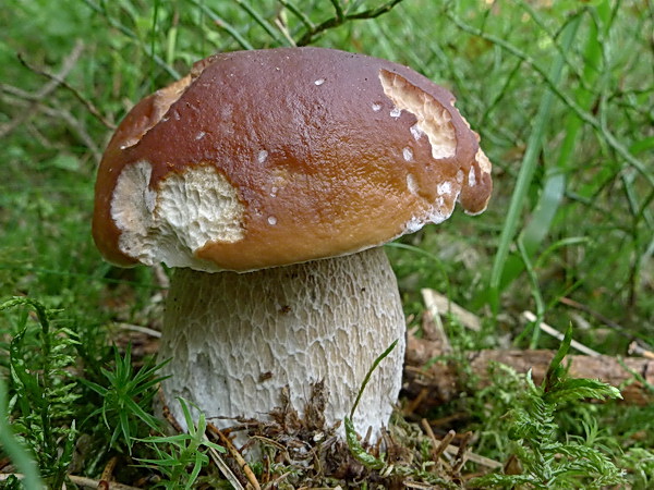 hríb smrekový Boletus edulis Bull.