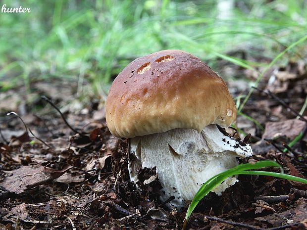 hríb smrekový Boletus edulis Bull.