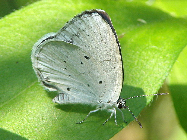 modráčik krušinový  Celastrina argiolus   Linnaeus, 1758