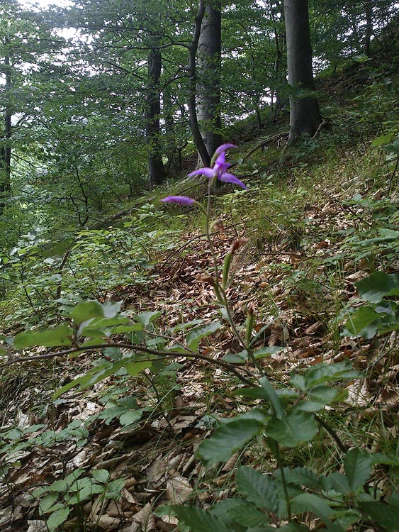 prilbovka červená - biotop Cephalanthera rubra (L.) Rich.