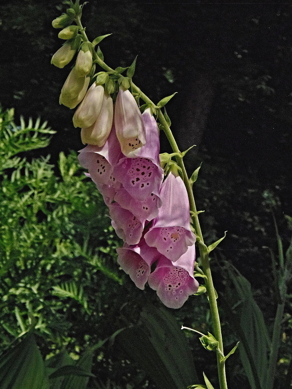 náprstník červený Digitalis purpurea L.