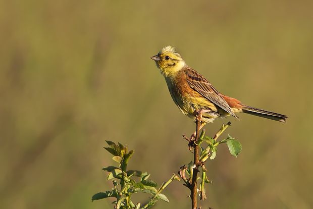 vtacik Emberiza citrinella