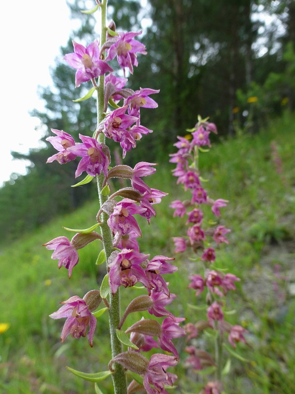 kruštík tmavočervený pravý Epipactis atrorubens subsp. atrorubens (Hoffm.) Besser