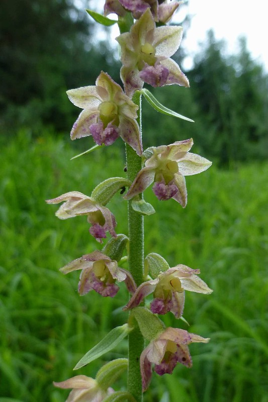 kruštík Epipactis sp.