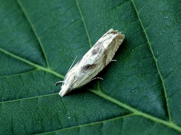 obaľovač Metznerov Eucosma metzneriana