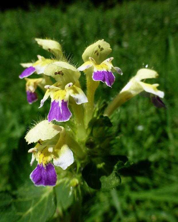 konopnica úhľadná Galeopsis speciosa Mill.