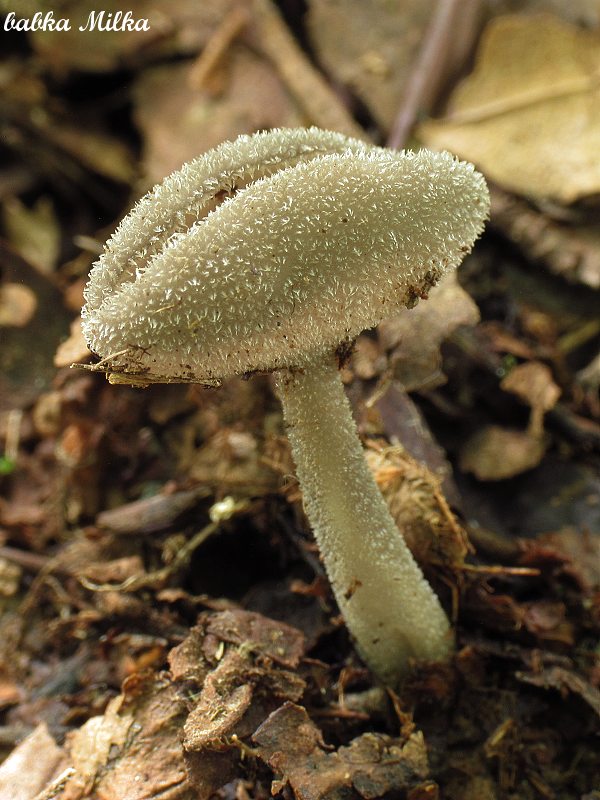 chriapač brvitý Helvella macropus (Pers.) P. Karst.