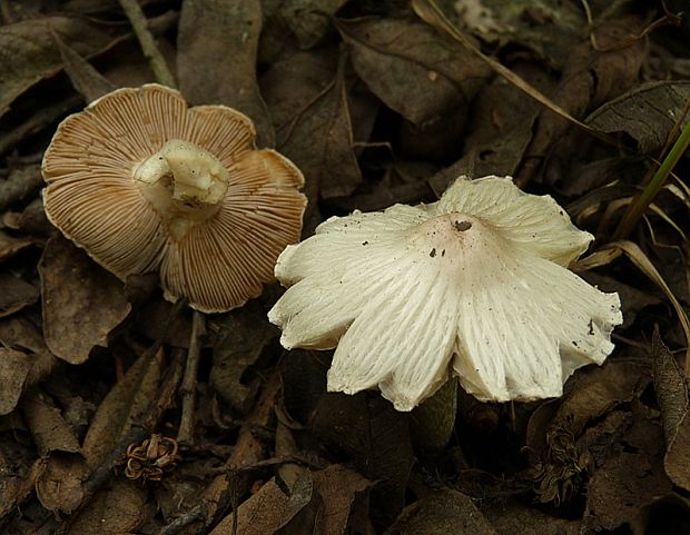 vláknica Inocybe sp. ?