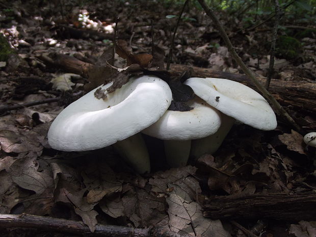 rýdzik korenistý Lactarius piperatus (L.) Pers.